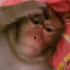 🐵 Эмодзи «Monkey» для Telegram