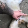 😠 Эмодзи «Monkey» для Telegram