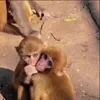 🙈 Эмодзи «Monkey - обезьянки пон эмоджи» для Telegram