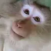 🙈 Эмодзи «Monkey - обезьянки пон эмоджи» для Telegram