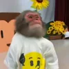 🙈 Эмодзи «Monkey - обезьянки пон эмоджи» для Telegram