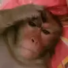 🙈 Эмодзи «Monkey - обезьянки пон эмоджи» для Telegram