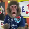 🙈 Эмодзи «Monkey - обезьянки пон эмоджи» для Telegram