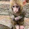 🙈 Эмодзи «Monkey - обезьянки пон эмоджи» для Telegram