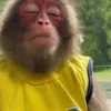 🙈 Эмодзи «Monkey - обезьянки пон эмоджи» для Telegram