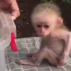 🙈 Эмодзи «Monkey - обезьянки пон эмоджи» для Telegram