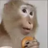🙈 Эмодзи «Monkey - обезьянки пон эмоджи» для Telegram