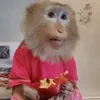 Эмодзи Monkey - обезьянки пон эмоджи для Telegram — скачать