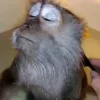 🙈 Эмодзи «Monkey - обезьянки пон эмоджи» для Telegram