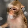 🙈 Эмодзи «Monkey - обезьянки пон эмоджи» для Telegram