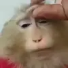 🙈 Эмодзи «Monkey - обезьянки пон эмоджи» для Telegram