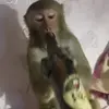 🙈 Эмодзи «Monkey - обезьянки пон эмоджи» для Telegram