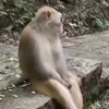 🙈 Эмодзи «Monkey - обезьянки пон эмоджи» для Telegram