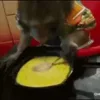 🙈 Эмодзи «Monkey - обезьянки пон эмоджи» для Telegram