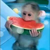 🙈 Эмодзи «Monkey - обезьянки пон эмоджи» для Telegram