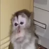 🙈 Эмодзи «Monkey - обезьянки пон эмоджи» для Telegram