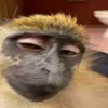 🙈 Эмодзи «Monkey - обезьянки пон эмоджи» для Telegram