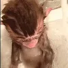 🙈 Эмодзи «Monkey - обезьянки пон эмоджи» для Telegram
