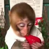 🙈 Эмодзи «Monkey - обезьянки пон эмоджи» для Telegram