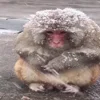 🙈 Эмодзи «Monkey - обезьянки пон эмоджи» для Telegram