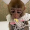 🙈 Эмодзи «Monkey - обезьянки пон эмоджи» для Telegram