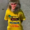 🙈 Эмодзи «Monkey - обезьянки пон эмоджи» для Telegram