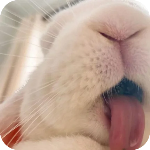 🐇 Стикер «₍⑅ᐢ. .ᐢ₎ ⁺ . Bunny┈ ⸝ ⸝ ദ» для Telegram
