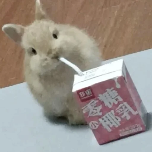 🐰 Стикер «₍⑅ᐢ. .ᐢ₎ ⁺ . Bunny┈ ⸝ ⸝ ദ» для Telegram
