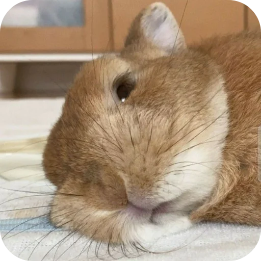😒 Стикер «₍⑅ᐢ. .ᐢ₎ ⁺ . Bunny┈ ⸝ ⸝ ദ» для Telegram
