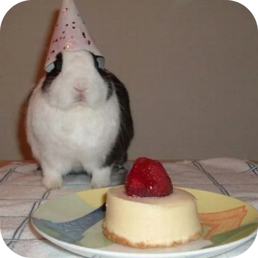 🐇 Стикер «₍⑅ᐢ. .ᐢ₎ ⁺ . Bunny┈ ⸝ ⸝ ദ» для Telegram