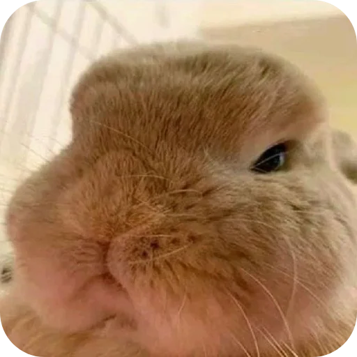 🐰 Стикер «₍⑅ᐢ. .ᐢ₎ ⁺ . Bunny┈ ⸝ ⸝ ദ» для Telegram