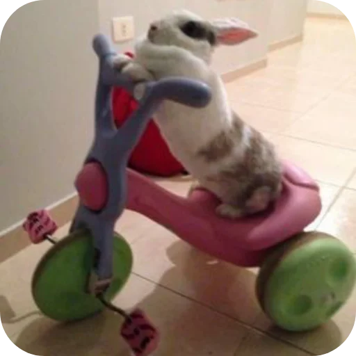 🐇 Стикер «₍⑅ᐢ. .ᐢ₎ ⁺ . Bunny┈ ⸝ ⸝ ദ» для Telegram
