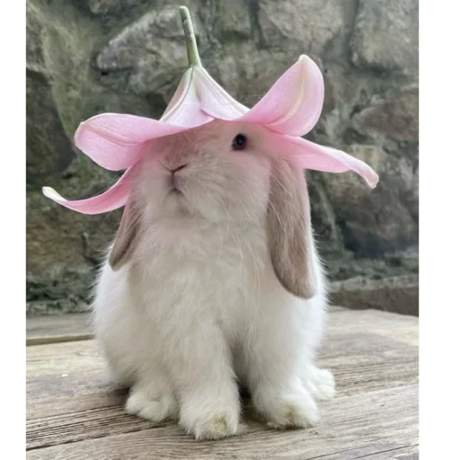 Стикерпак ₍⑅ᐢ. .ᐢ₎ ⁺ . Bunny┈ ⸝ ⸝ ദ для Telegram — скачать