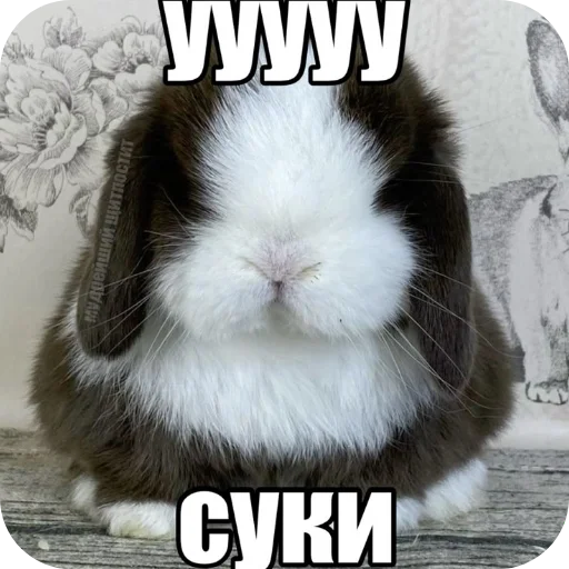 🐇 Стикер «₍⑅ᐢ. .ᐢ₎ ⁺ . Bunny┈ ⸝ ⸝ ദ» для Telegram