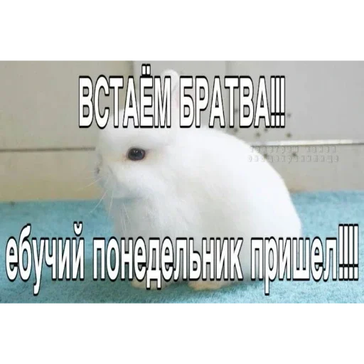 🐰 Стикер «₍⑅ᐢ. .ᐢ₎ ⁺ . Bunny┈ ⸝ ⸝ ദ» для Telegram