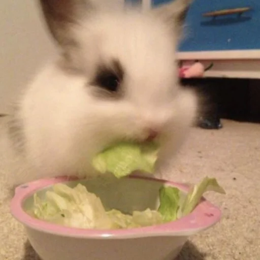 🐰 Стикер «₍⑅ᐢ. .ᐢ₎ ⁺ . Bunny┈ ⸝ ⸝ ദ» для Telegram
