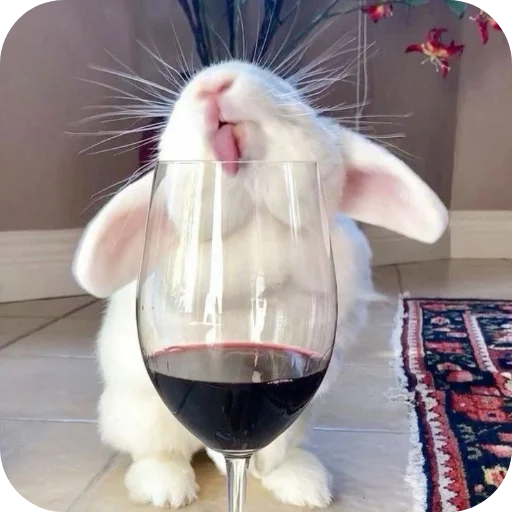 🐇 Стикер «₍⑅ᐢ. .ᐢ₎ ⁺ . Bunny┈ ⸝ ⸝ ദ» для Telegram