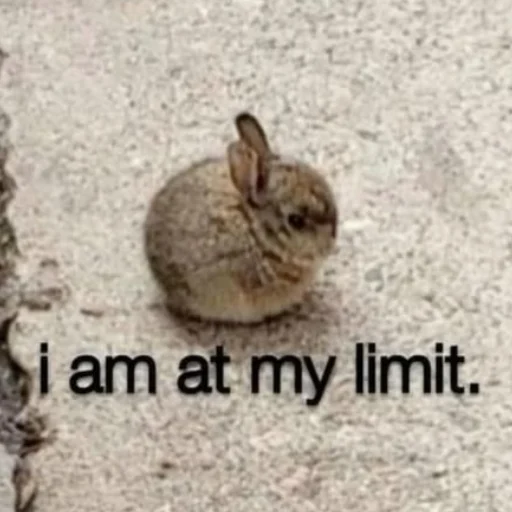 🐰 Стикер «₍⑅ᐢ. .ᐢ₎ ⁺ . Bunny┈ ⸝ ⸝ ദ» для Telegram
