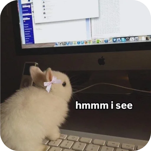 🐇 Стикер «₍⑅ᐢ. .ᐢ₎ ⁺ . Bunny┈ ⸝ ⸝ ദ» для Telegram