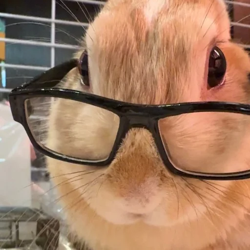 🐰 Стикер «₍⑅ᐢ. .ᐢ₎ ⁺ . Bunny┈ ⸝ ⸝ ദ» для Telegram