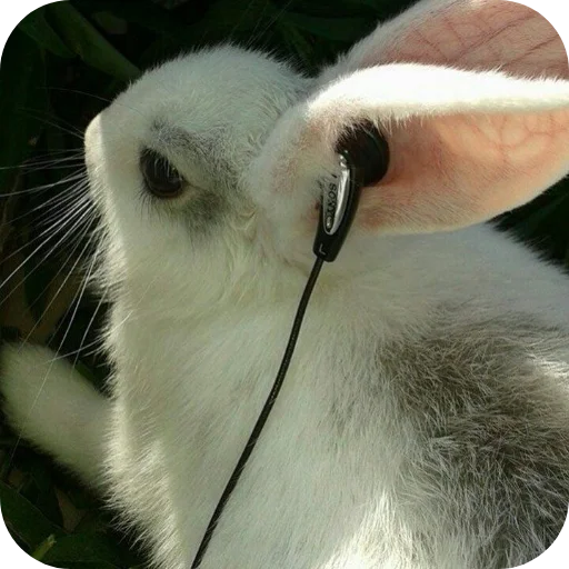 🐇 Стикер «₍⑅ᐢ. .ᐢ₎ ⁺ . Bunny┈ ⸝ ⸝ ദ» для Telegram