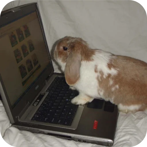 🧐 Стикер «₍⑅ᐢ. .ᐢ₎ ⁺ . Bunny┈ ⸝ ⸝ ദ» для Telegram
