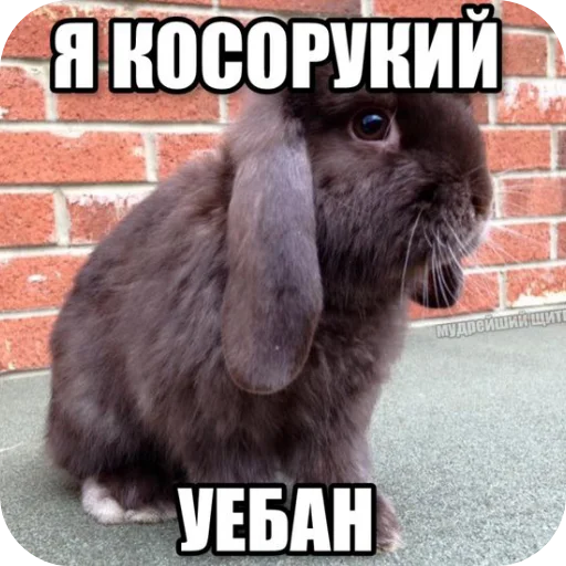 🐇 Стикер «₍⑅ᐢ. .ᐢ₎ ⁺ . Bunny┈ ⸝ ⸝ ദ» для Telegram