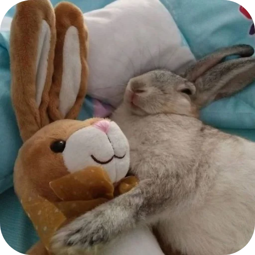 🐇 Стикер «₍⑅ᐢ. .ᐢ₎ ⁺ . Bunny┈ ⸝ ⸝ ദ» для Telegram