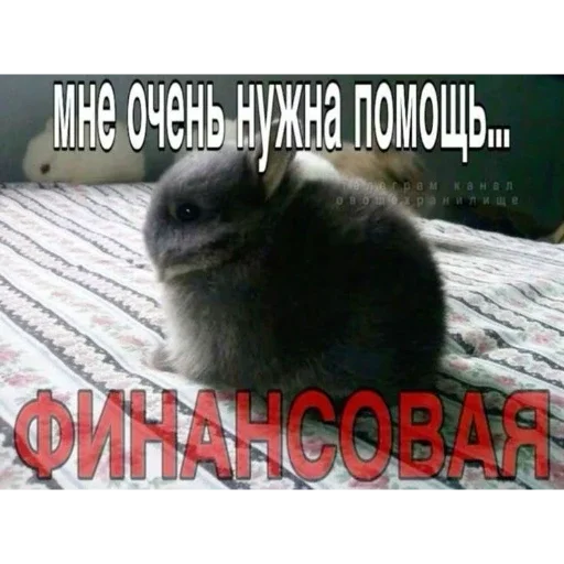 🐰 Стикер «₍⑅ᐢ. .ᐢ₎ ⁺ . Bunny┈ ⸝ ⸝ ദ» для Telegram