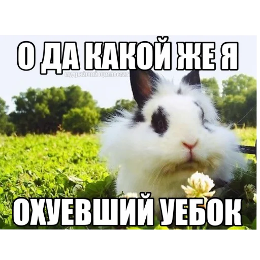 🐇 Стикер «₍⑅ᐢ. .ᐢ₎ ⁺ . Bunny┈ ⸝ ⸝ ദ» для Telegram