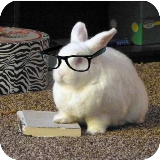 👓 Стикер «₍⑅ᐢ. .ᐢ₎ ⁺ . Bunny┈ ⸝ ⸝ ദ» для Telegram