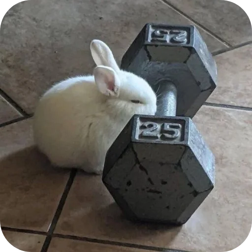 😮‍💨 Стикер «₍⑅ᐢ. .ᐢ₎ ⁺ . Bunny┈ ⸝ ⸝ ദ» для Telegram