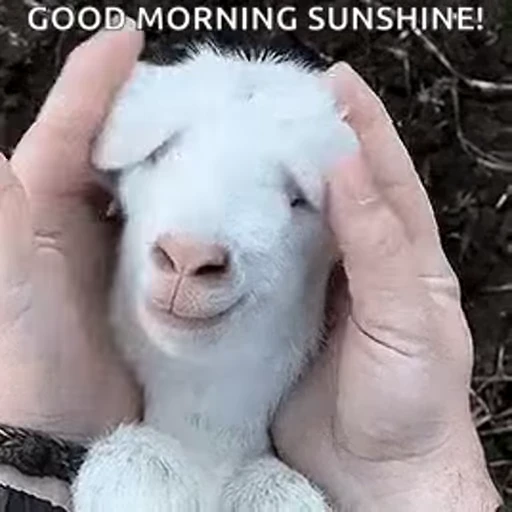 😘 Стикер «Morning» для Telegram