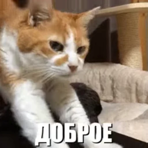 😘 Стикер «Morning» для Telegram